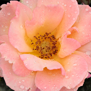 Интернет-Магазин Растений - Poзa Анимо - желто-оранжевая - Роза флорибунда  - роза с интенсивным запахом - Де Руитер Инновационное ООО - Роза с густой листвой, множеством побегов и красивыми распустившимися цветами яркого цвета.